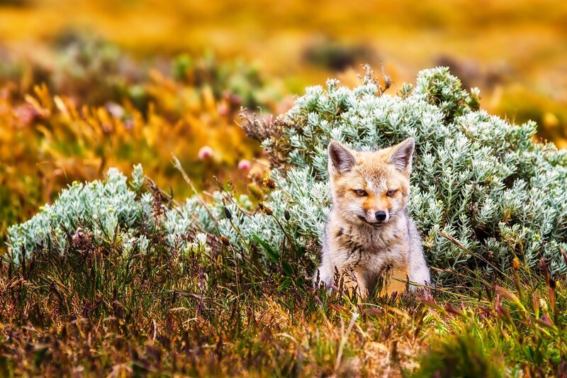 Fox Kit in Grass — Green, Calm, Autumn