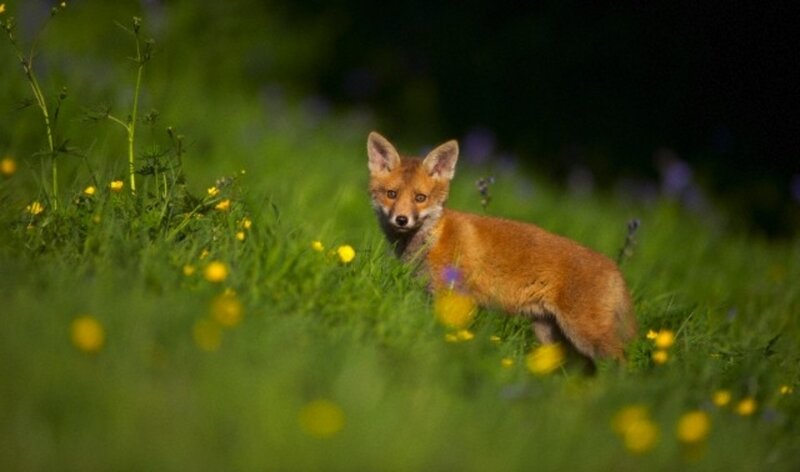 Fox Kit in Grass — Green, Calm, Night