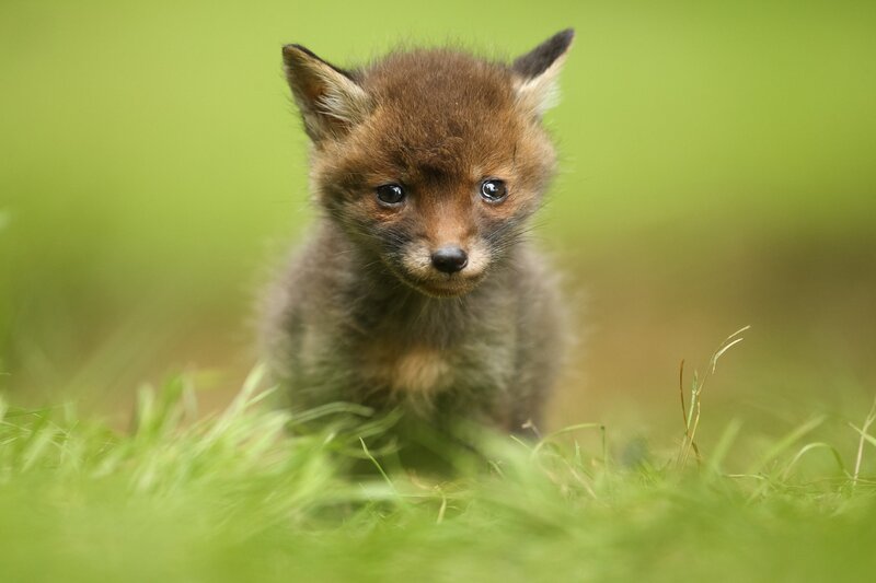 Fox Kit in Grass — Green, Calm, Photograph