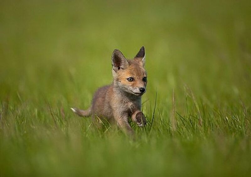 Fox Kit in Grass — Green, Calm