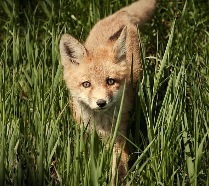 Fox Kit in Grass — Green, Curious, Afternoon