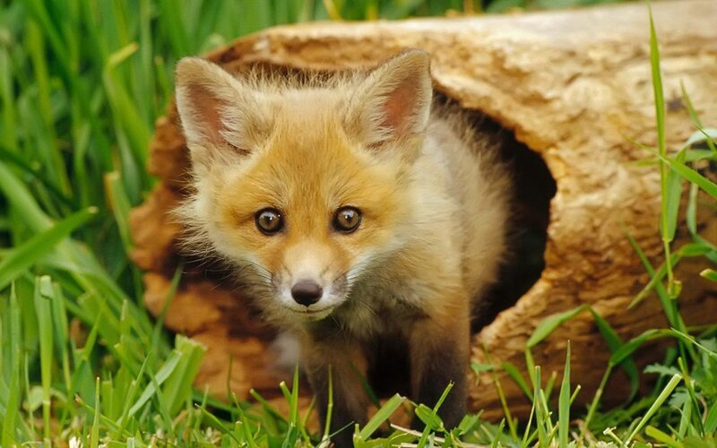Fox Kit in Grass — Green, Curious