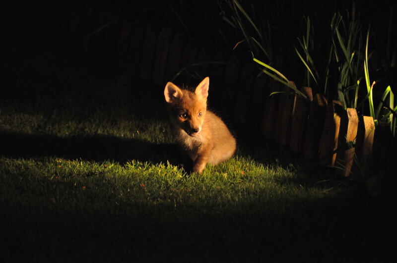 Fox Kit in Grass — Green, Dramatic