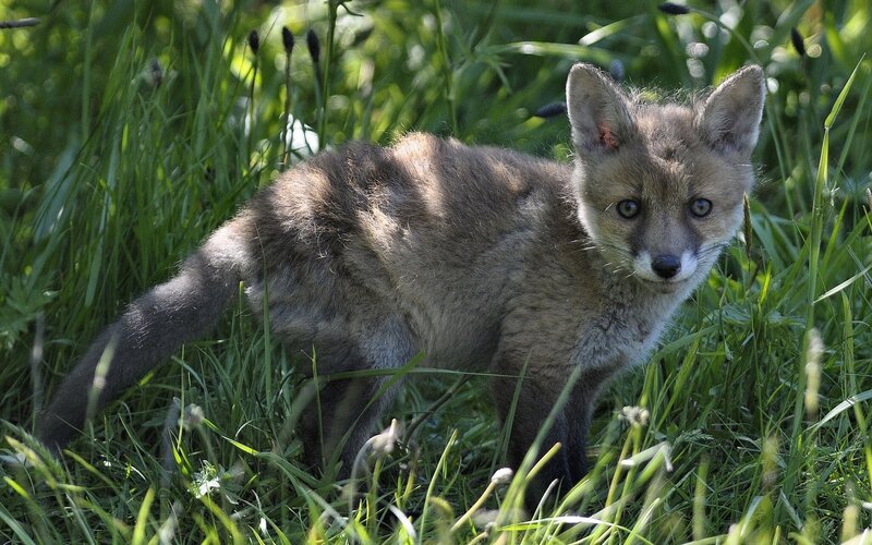 Fox Kit in Grass — Green, Natural, Afternoon