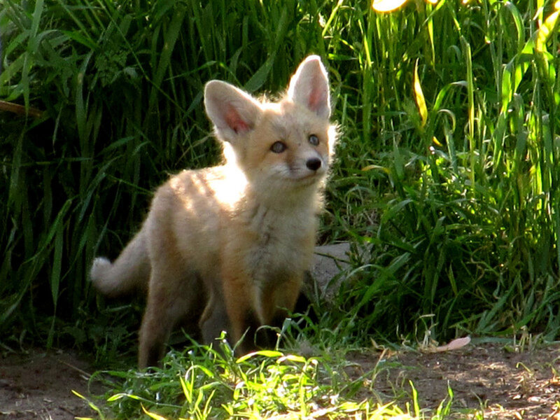 Fox Kit in Grass — Green, Natural