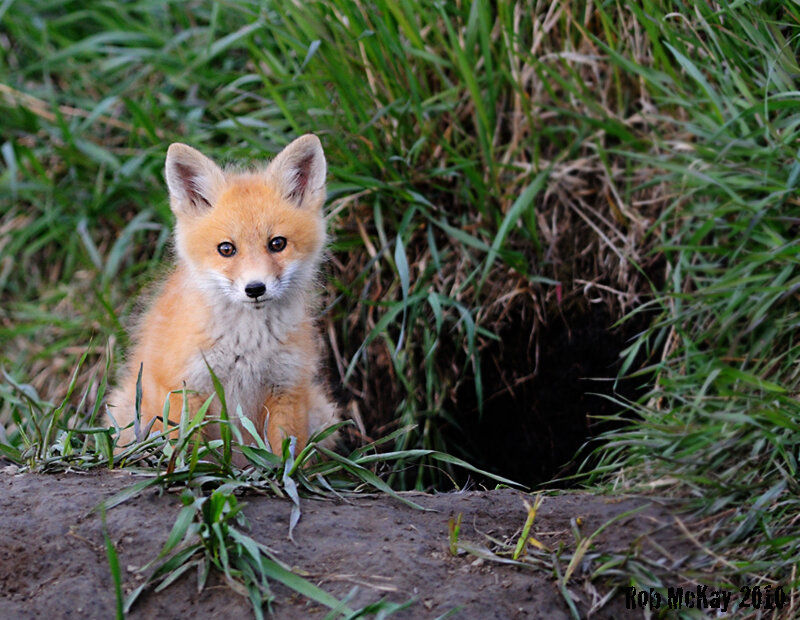 Fox Kit in Grass — Green