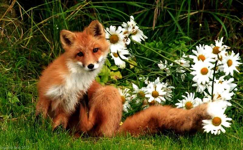 Fox Kit in Grass — Red, Serene
