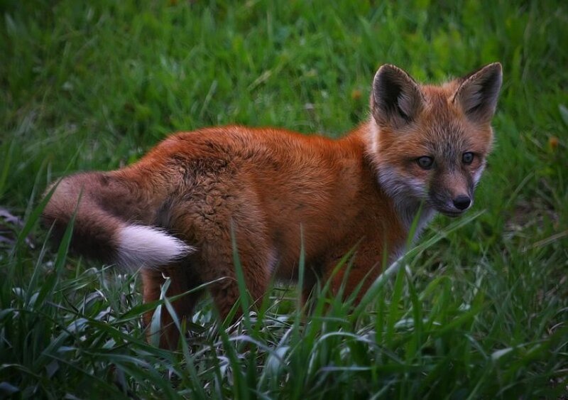 Fox Kit in Grass — Red