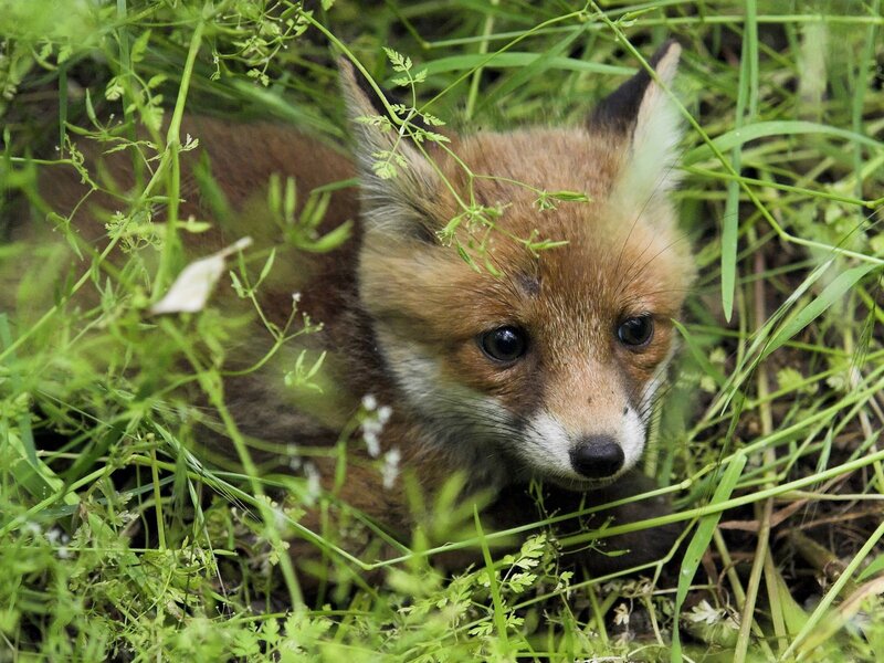 Fox kit in grass