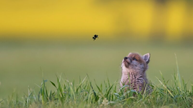 Fox Kit in Grass — Yellow