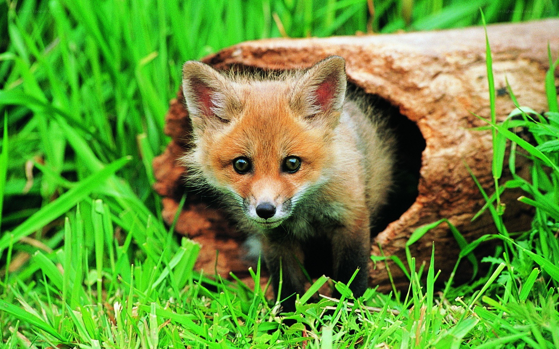 Fox kit in grassy den