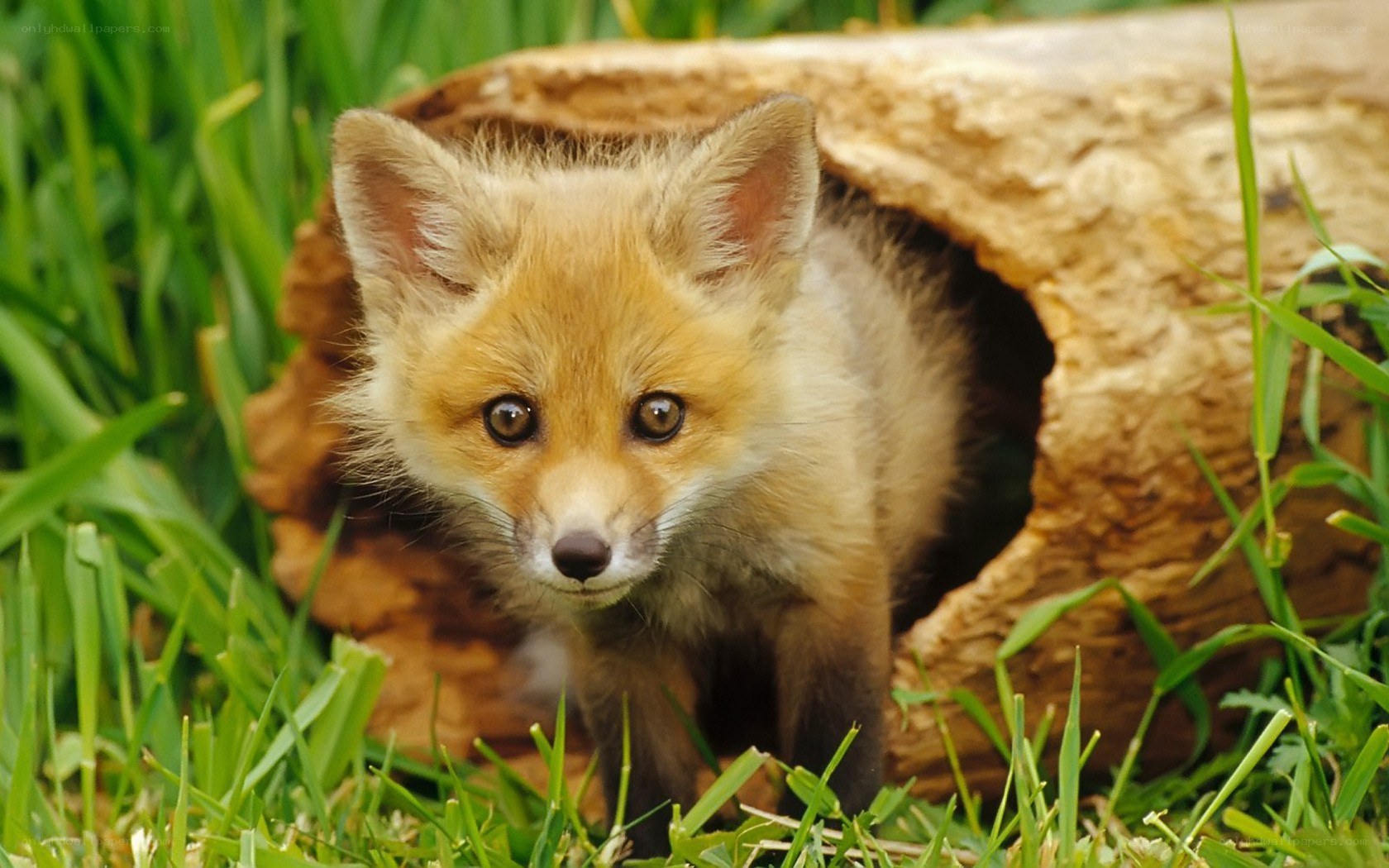 Fox kit in grassy den