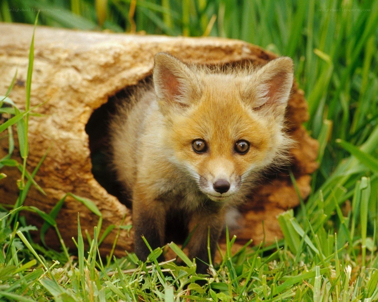Fox kit in grassy den