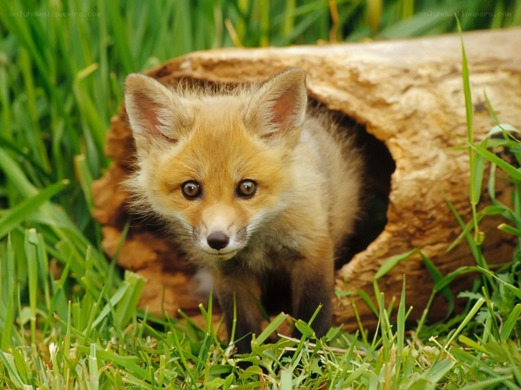 Fox kit in grassy den