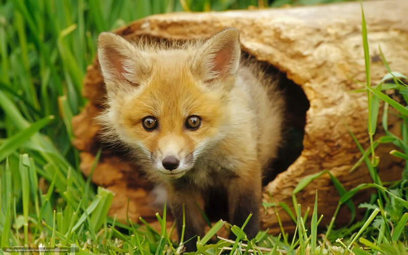 Fox kit in grassy den
