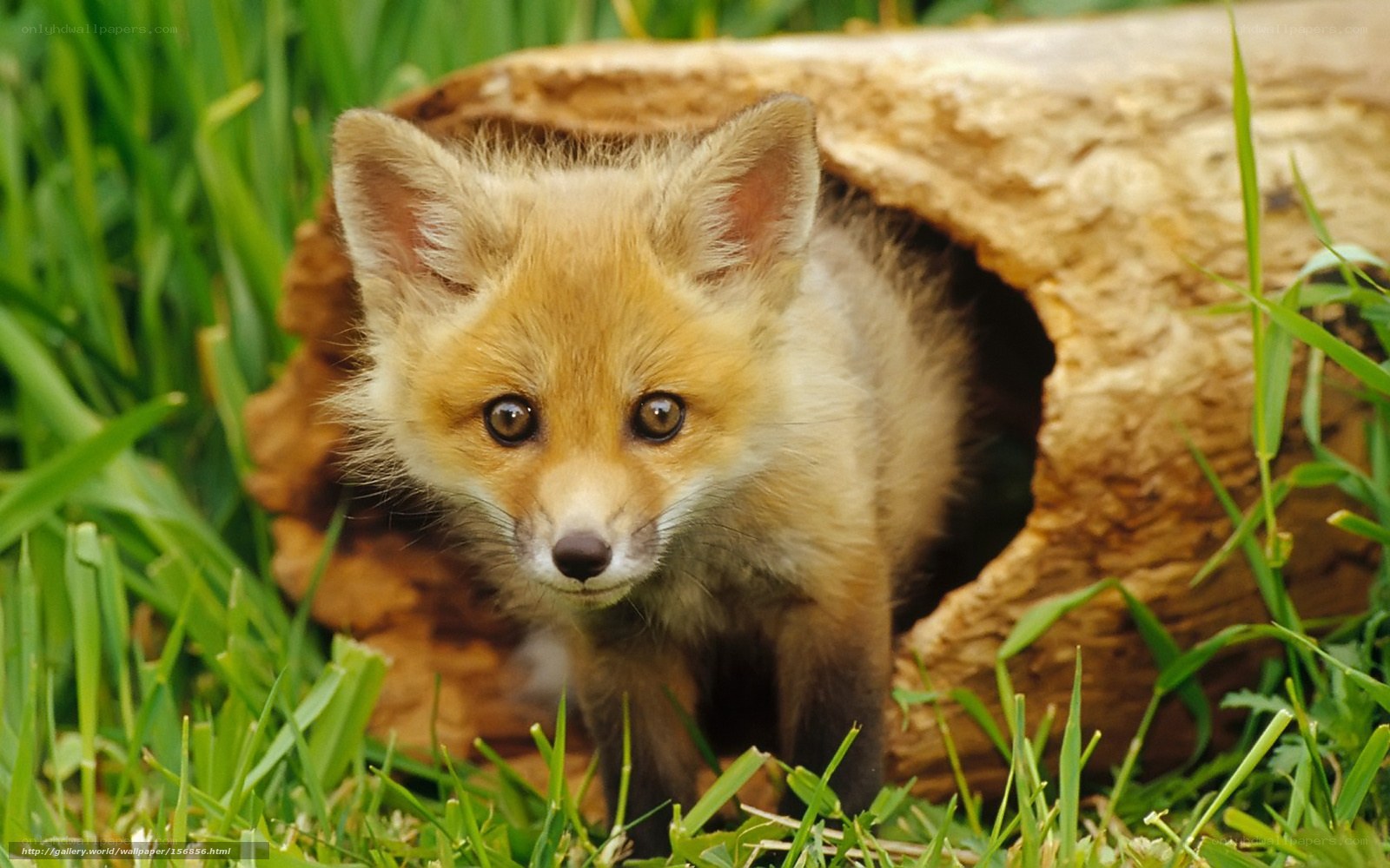 Fox kit in grassy den