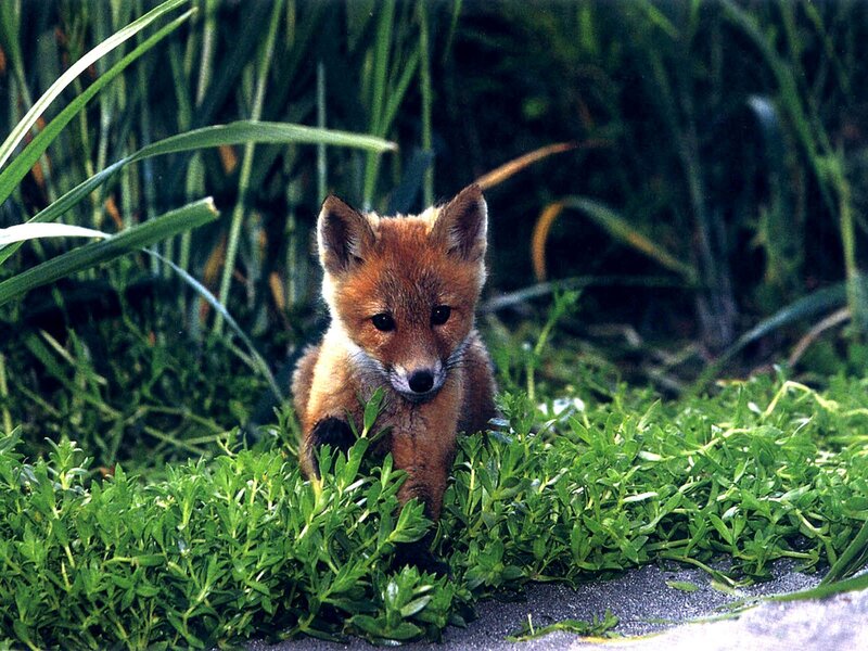 Fox kit in green grass