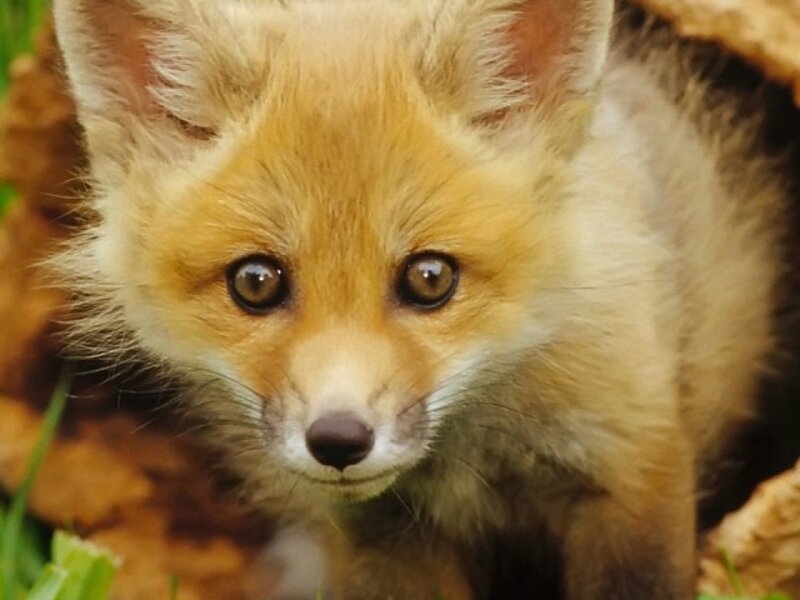 Fox Kit in Leaves