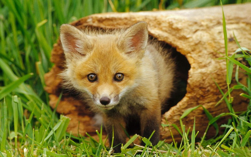 Fox Kit in Log — Brown