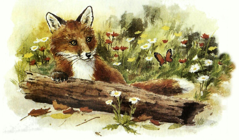 Fox Kit in Meadow
