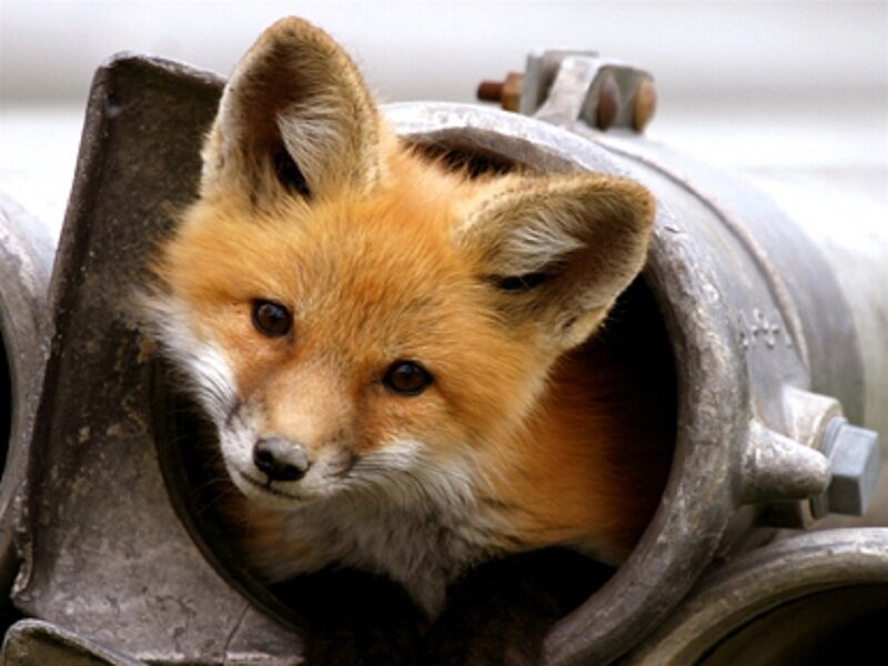 Fox Kit in Pipe