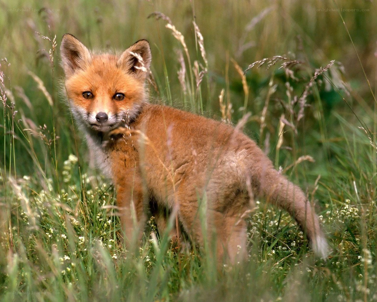 Fox kit in tall grass