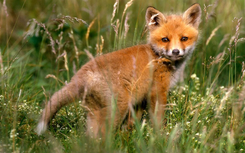 fox kit in tall grass