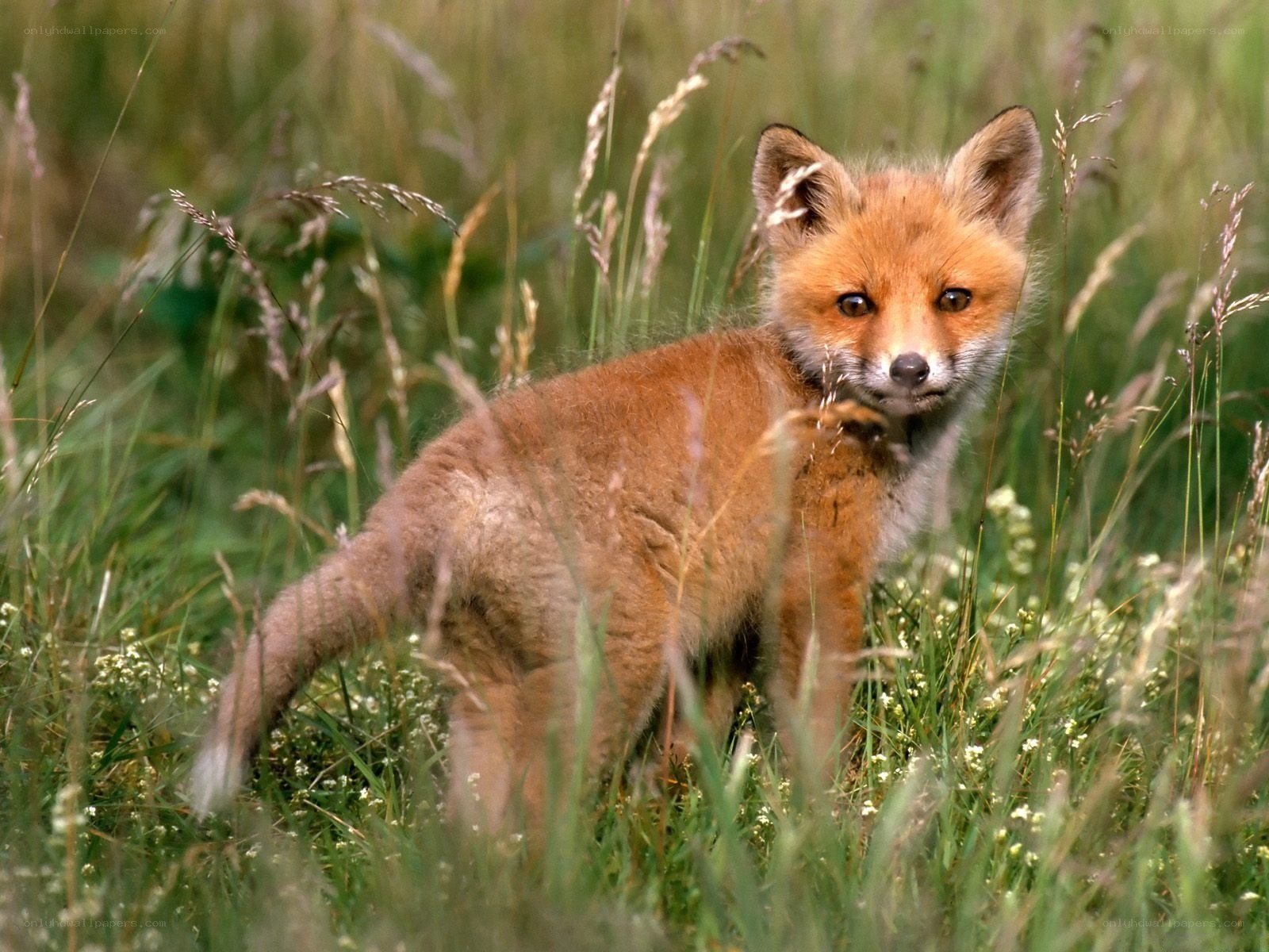 fox kit in tall grass