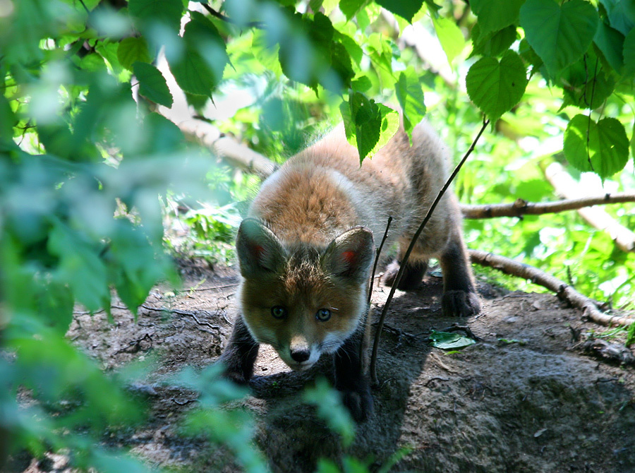 Fox kit in the forest