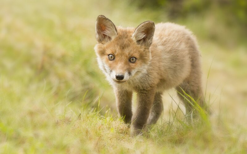 Fox kit in the grass