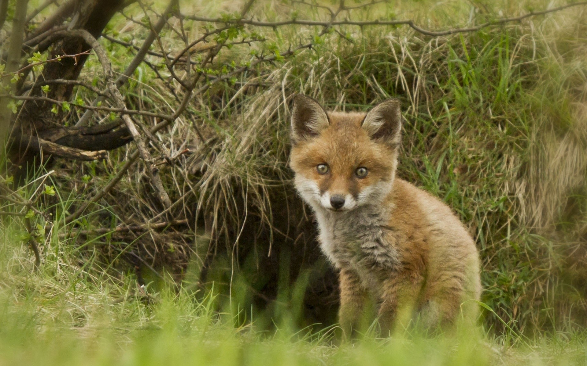 Fox kit in the grass