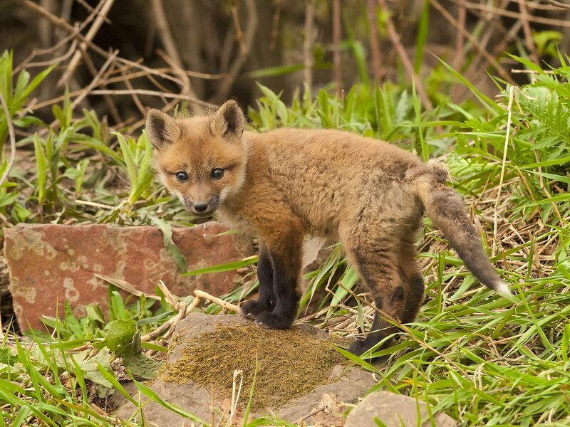 Fox kit in the grass
