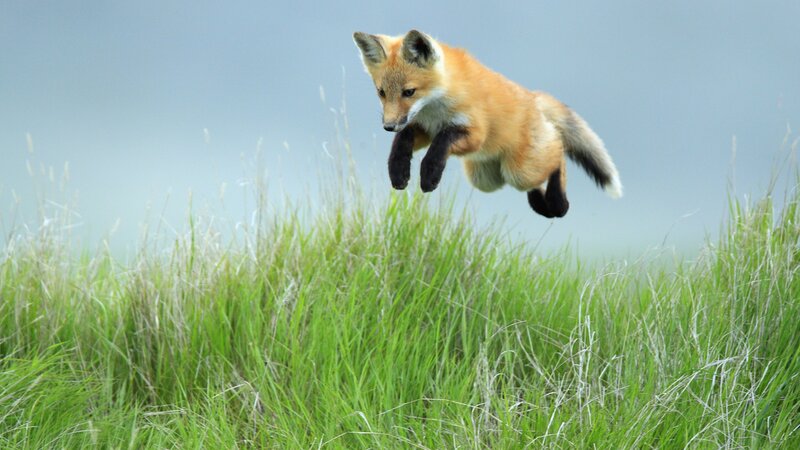 Fox Kit Jumping