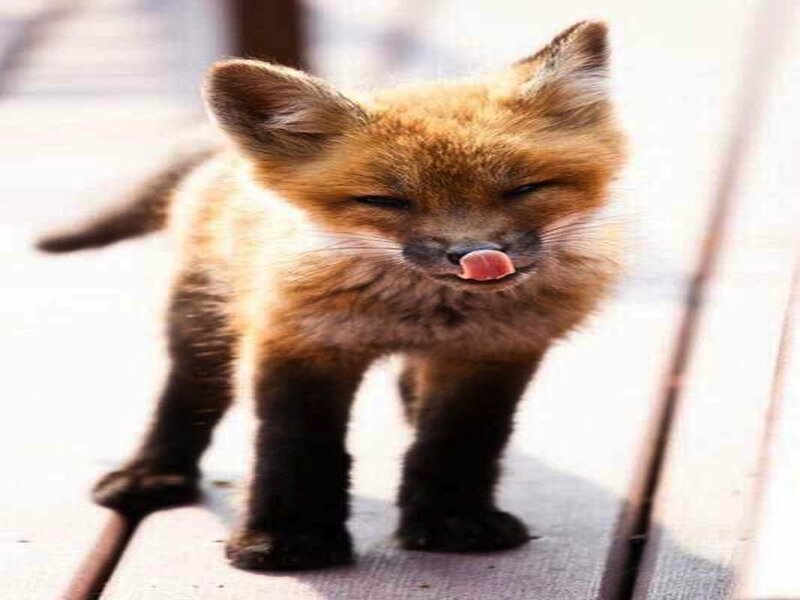 Fox Kit Licking Nose
