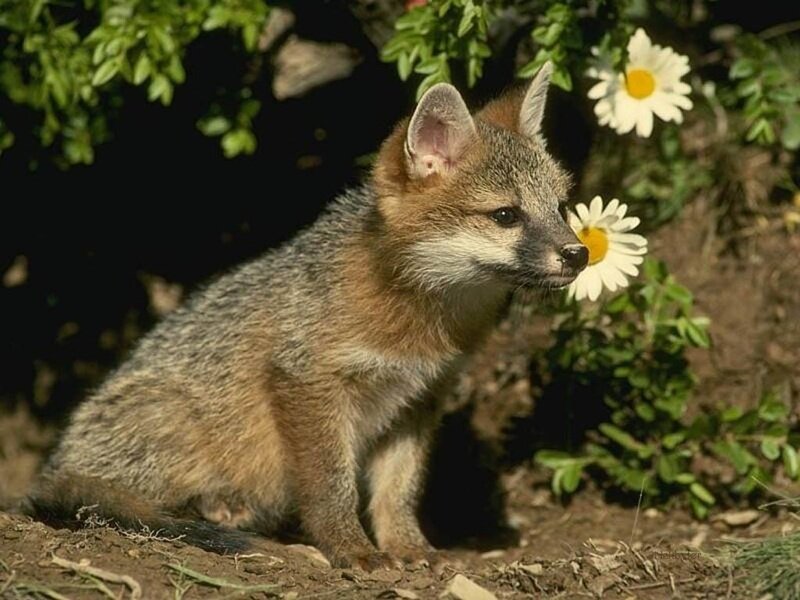 fox kit near daisies