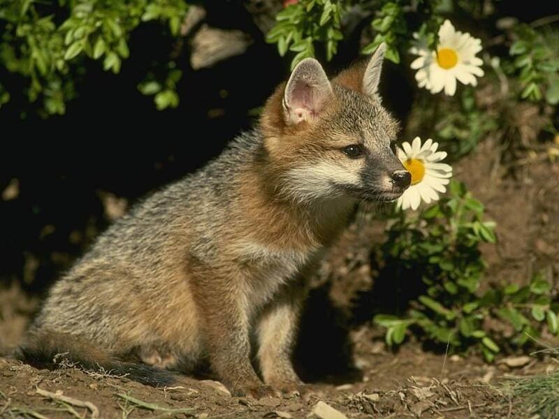 Fox Kit Near Daisies — Gray