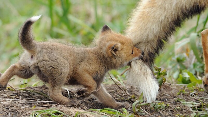 Fox Kit Nursing — Brown, Natural, Afternoon, Photograph