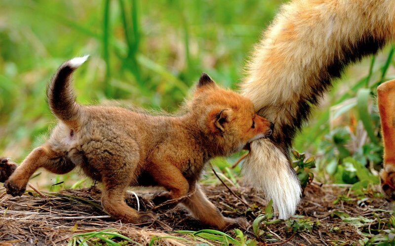 Fox Kit Nursing — Brown, Natural, Afternoon
