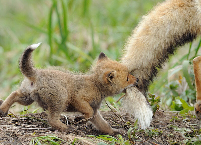 Fox Kit Nursing — Brown, Natural, Spring