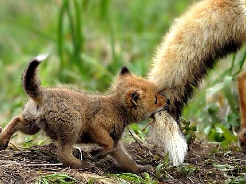 Fox Kit Nursing — Brown, Natural