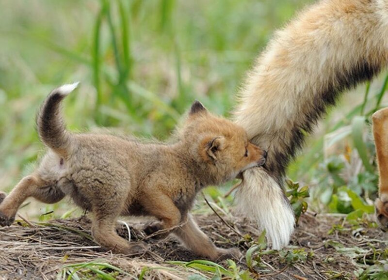 Fox Kit Nursing — Brown