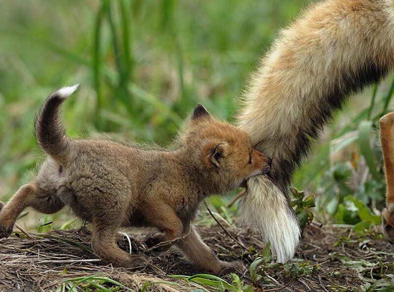 Fox Kit Nursing