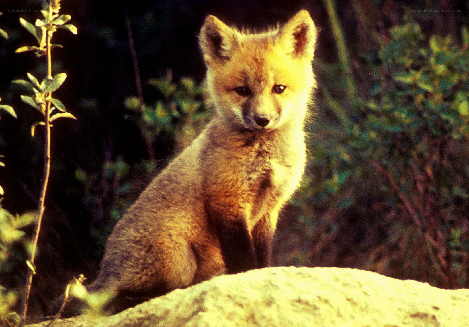 Fox kit on a rock