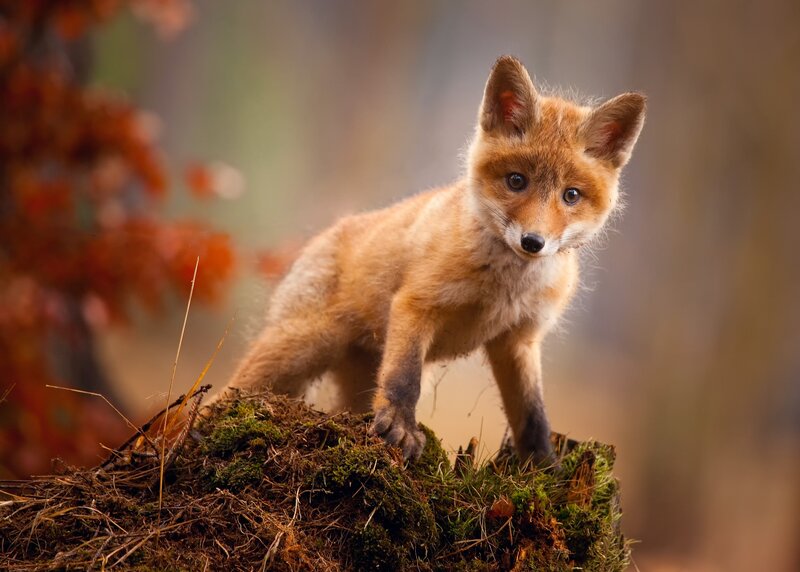 Fox Kit on Moss