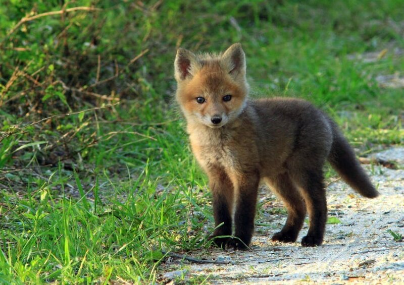 Fox Kit on Path
