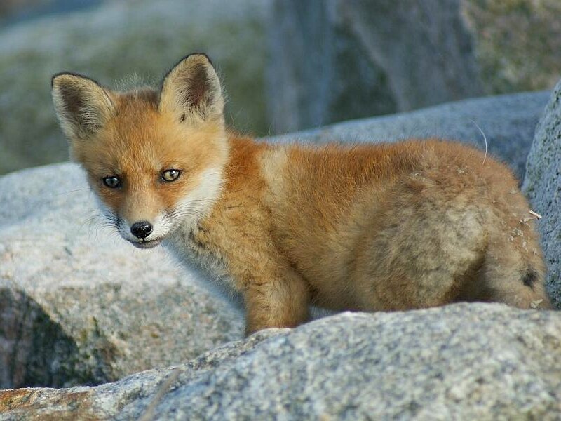 Fox kit on rocks