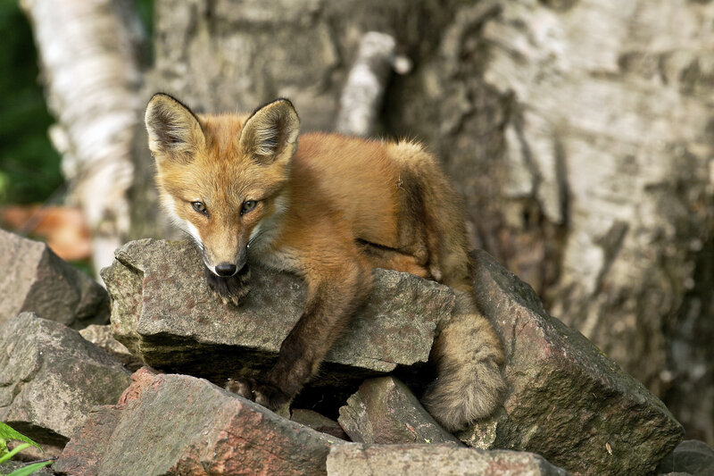 Fox Kit on Rocks — Brown, Alert