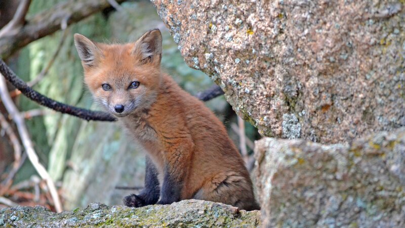 Fox Kit on Rocks — Brown, Curious, Afternoon