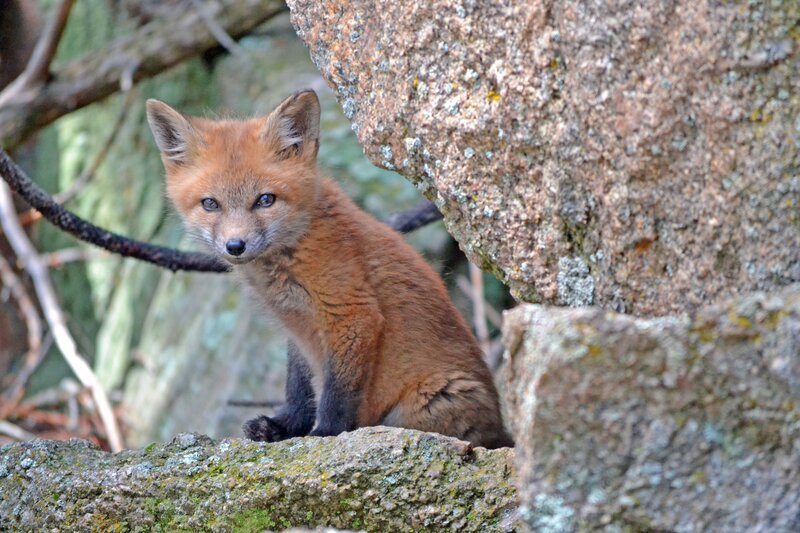 Fox Kit on Rocks — Brown, Curious
