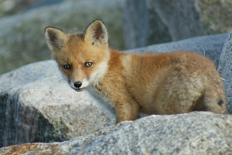 Fox Kit on Rocks — Brown